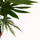 Fatsia Japonica Variegata 60cm Nahaufnahme