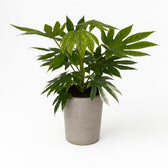 Fatsia Japonica Variegata 60cm