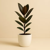 Ficus Elastica Melany 45cm im 14cm Topf