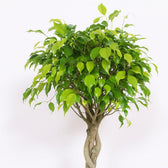Ficus Exotica 120cm Nahaufnahme