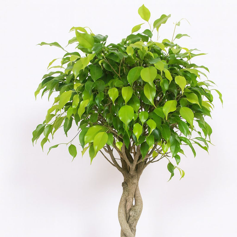 Ficus Exotica - 120cm Detail