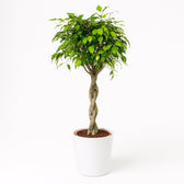 Ficus Exotica 120cm