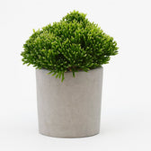Hatiora Salicornioides 22cm im 12cm Topf