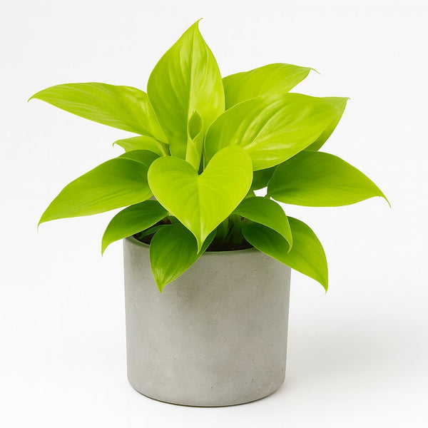 Homalomena Lemon Lime 30cm im 15cm Topf