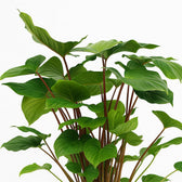 Homalomena Rubescens Maggy 90cm im 24cm Topf Nahaufnahme