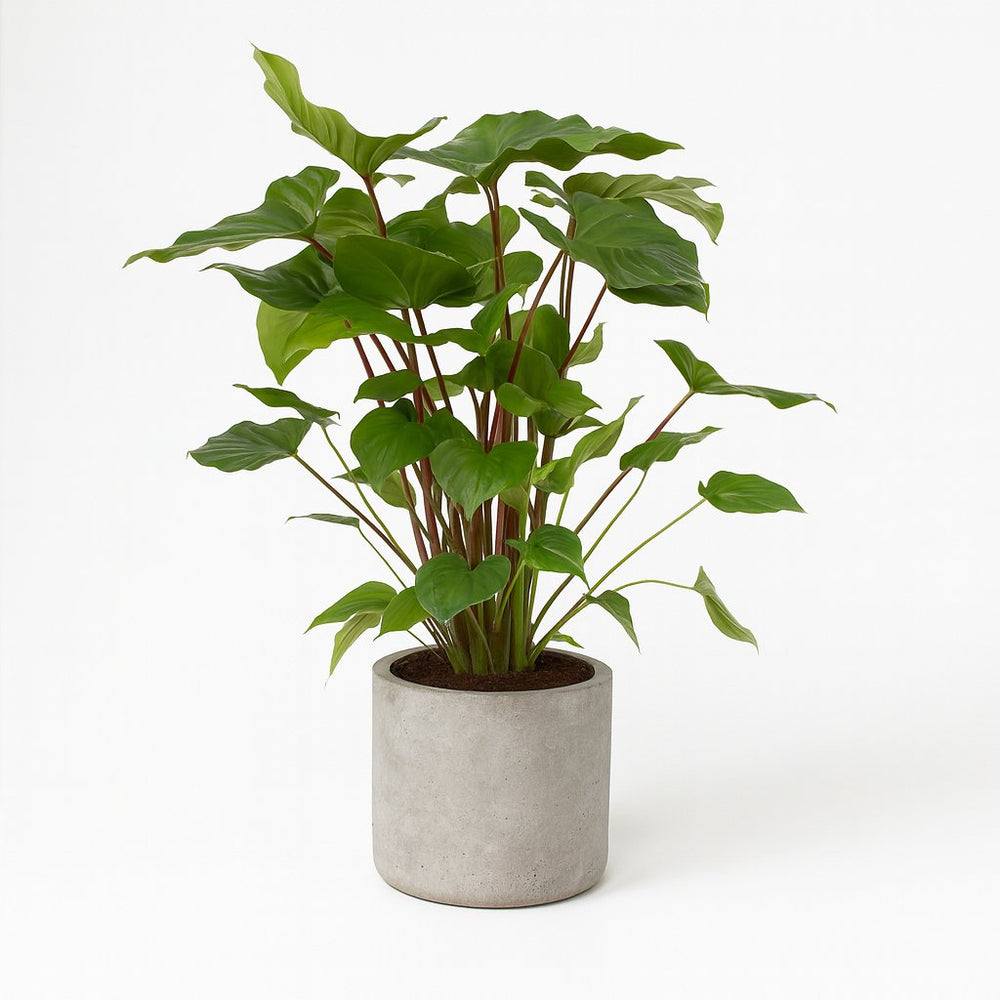 Homalomena Rubescens Maggy 90cm im 24cm Topf