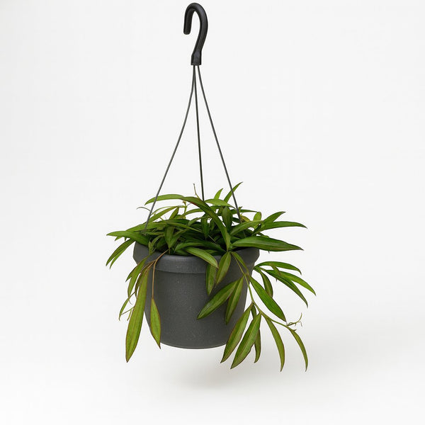 Hoya Bella 20cm im 19cm Topf