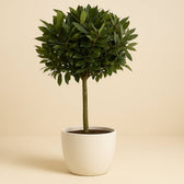 Laurus Nobilis 130cm im 30cm Topf