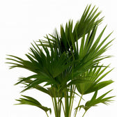 Livistona Chinensis 100cm im 24cm Topf Nahaufnahme