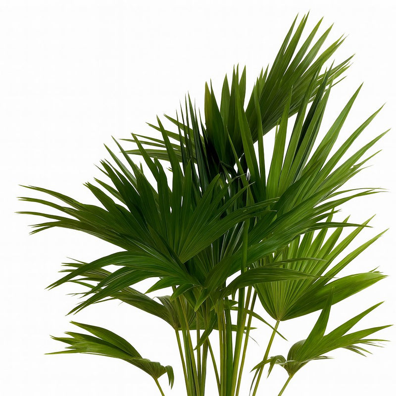 Livistona Chinensis Detail