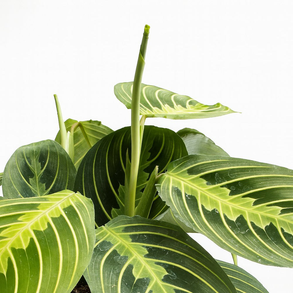 Maranta Lemon Lime 30cm im 12cm Topf Nahaufnahme