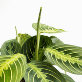 Maranta Lemon Lime 30cm im 12cm Topf Nahaufnahme