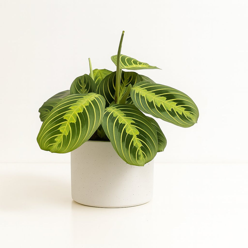 Maranta Lemon Lime 30cm im 12cm Topf
