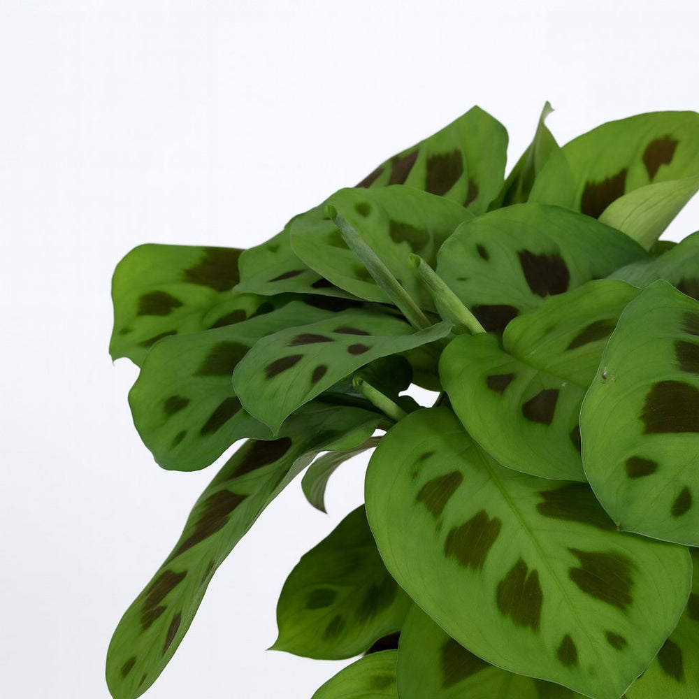 Maranta Leuconeura Kerchoveana 30cm im 12cm Topf Nahaufnahme