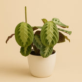 Maranta Silver Band 30cm im 12cm Topf