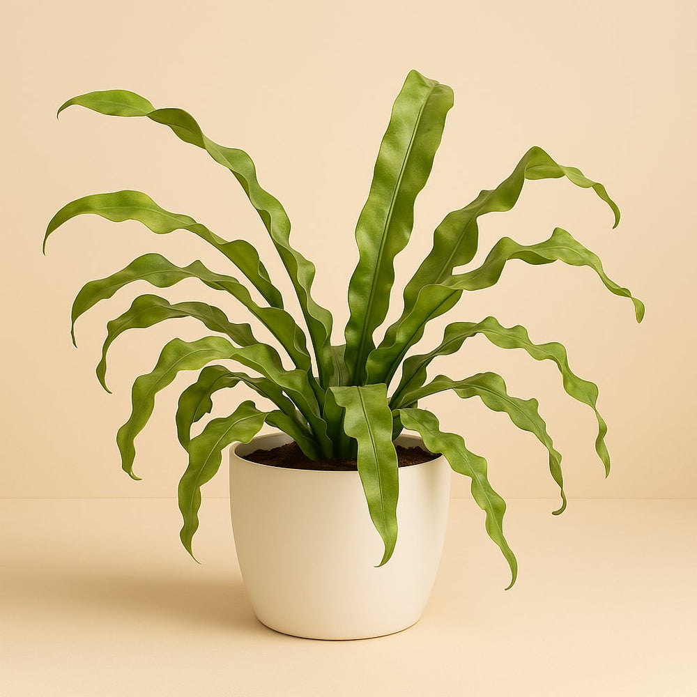 Microsorum Pteropus 30cm im 12cm Topf