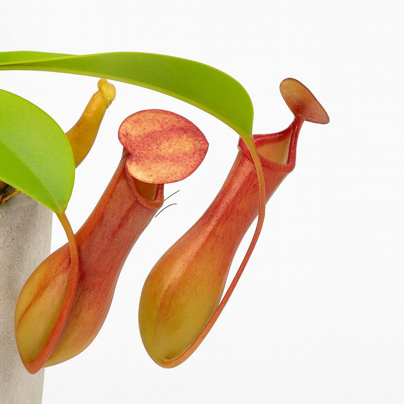 Nepenthes Alata Detail