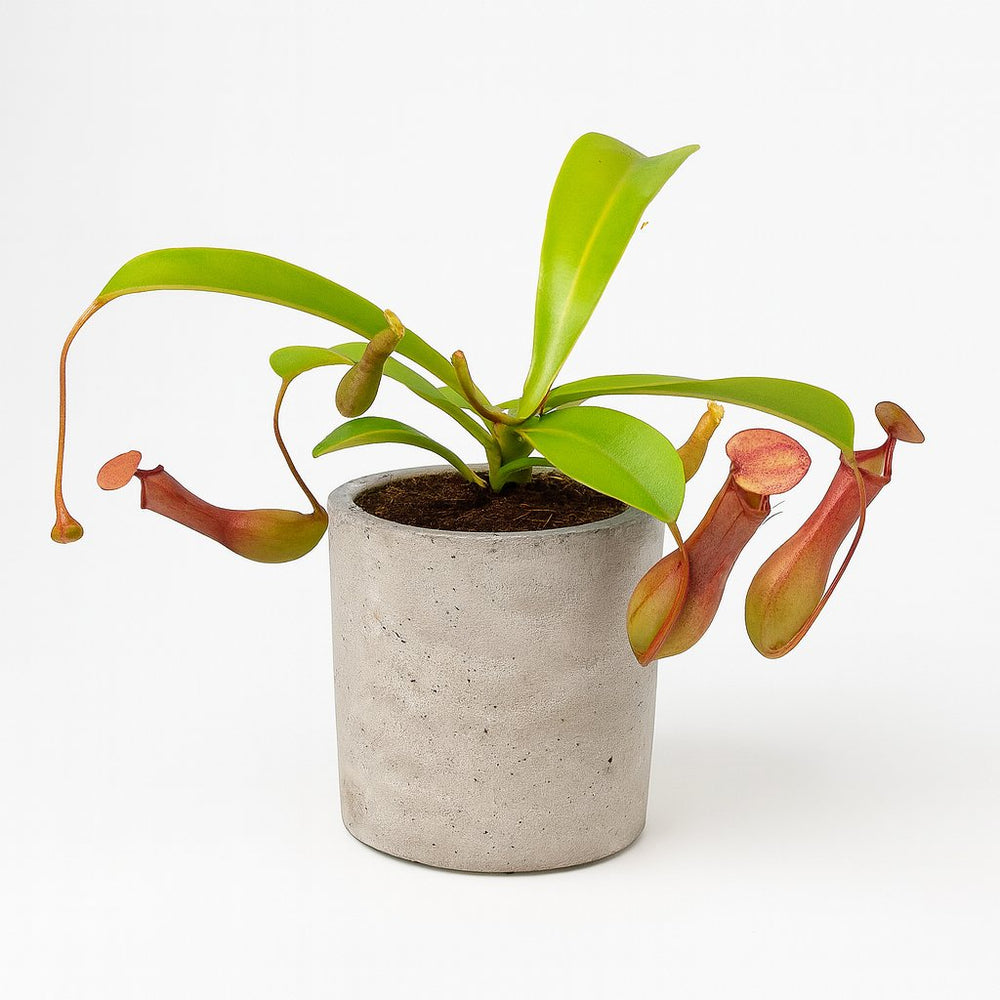 Nepenthes Alata 17cm im 12cm Topf