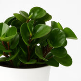 Peperomia Burning Bush 25cm im 15cm Topf Nahaufnahme