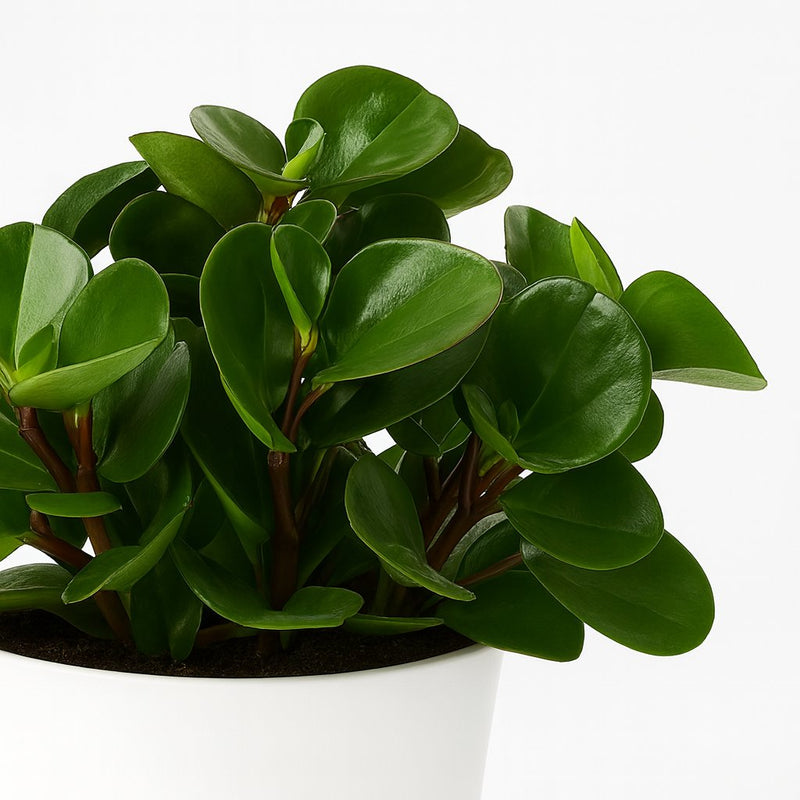 Peperomia Burning Bush Detail