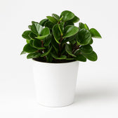 Peperomia Burning Bush 25cm im 15cm Topf