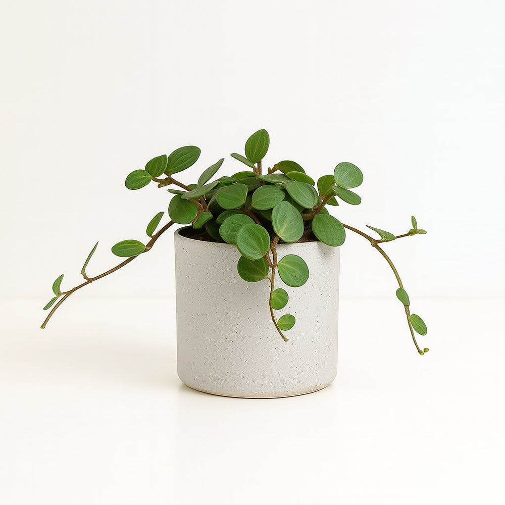 Peperomia Hope 15cm im 12cm Topf