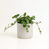 Peperomia Hope 15cm im 12cm Topf