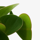 Peperomia Obtipan 15cm im 11cm Topf Nahaufnahme