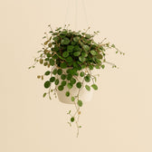 Peperomia Pepperspot 20cm