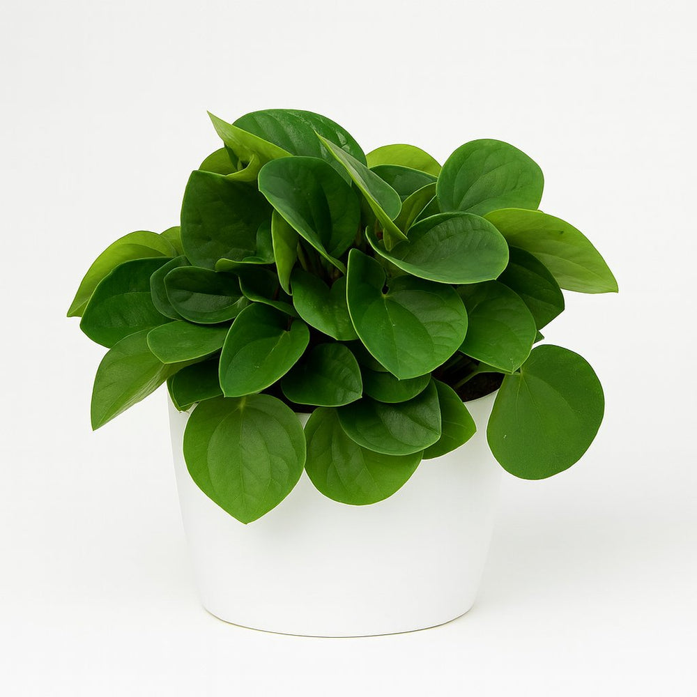 Peperomia Rana Verde 15cm im 11cm Topf
