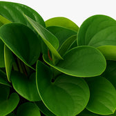 Peperomia Rana Verde 15cm im 11cm Topf Nahaufnahme