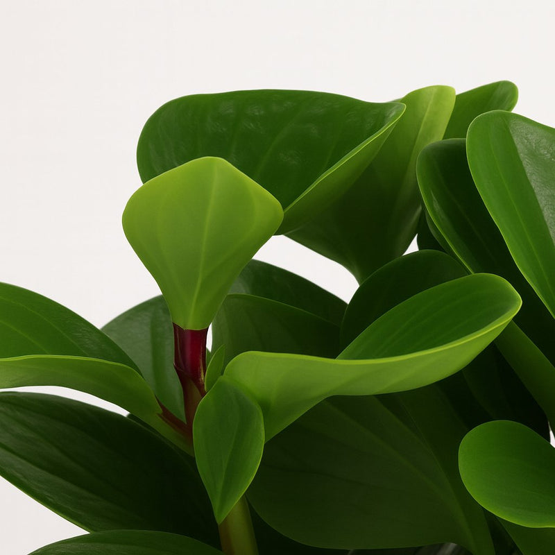 Peperomia Red Canyon Detail