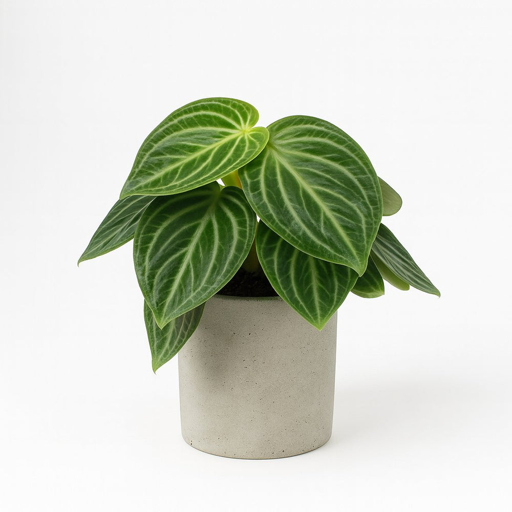 Peperomia Sarcophylla 25cm
