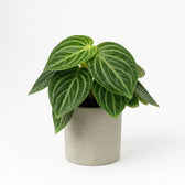 Peperomia Sarcophylla 25cm
