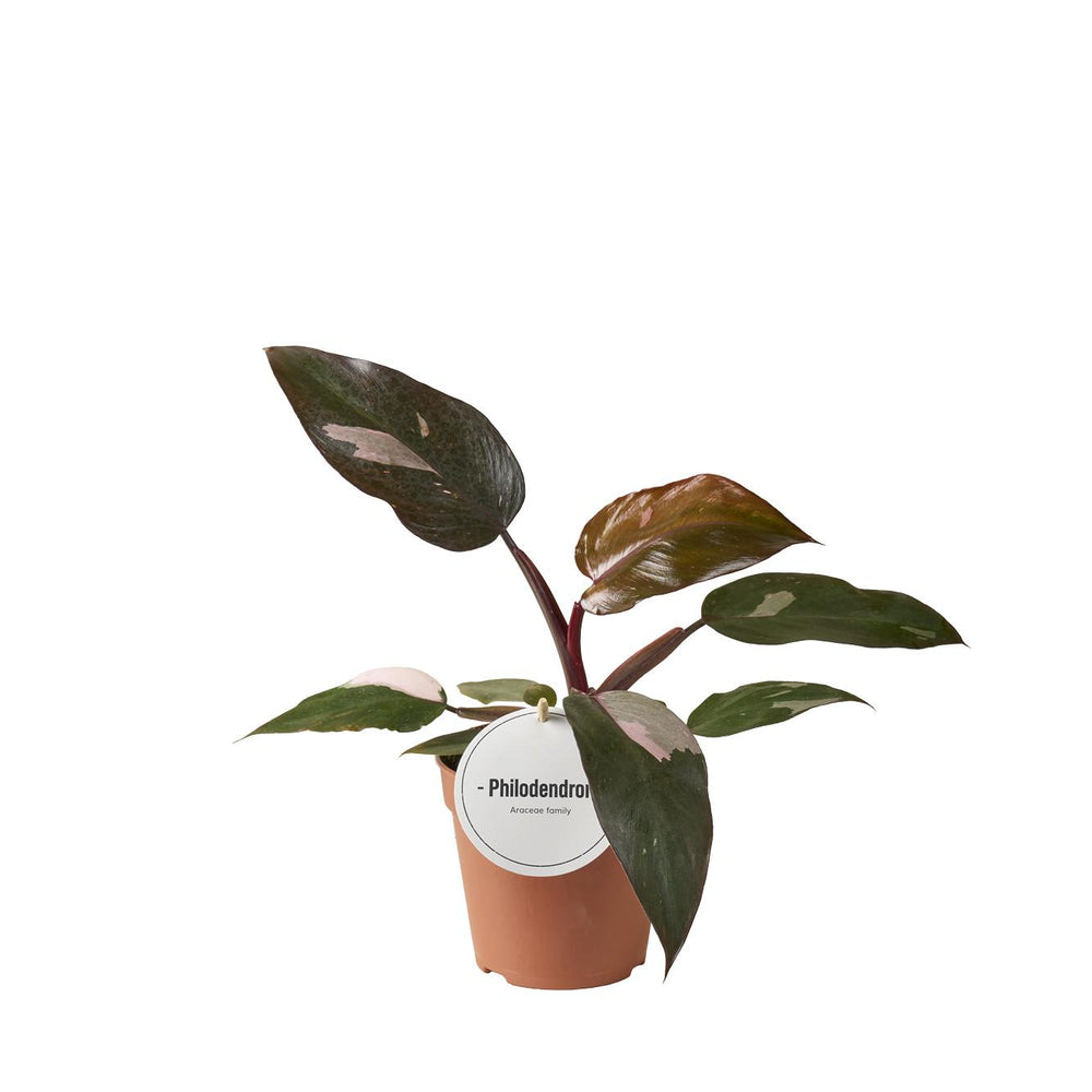 Philodendron Burgundy Princess 25cm