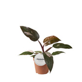 Philodendron Burgundy Princess 25cm