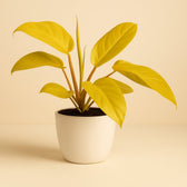 Philodendron Lemon Lime 25cm im 12cm Topf