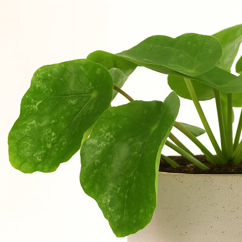 Pilea Sugar Detail