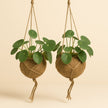 2x Kokodama Pilea Peperomiodes - 20cm