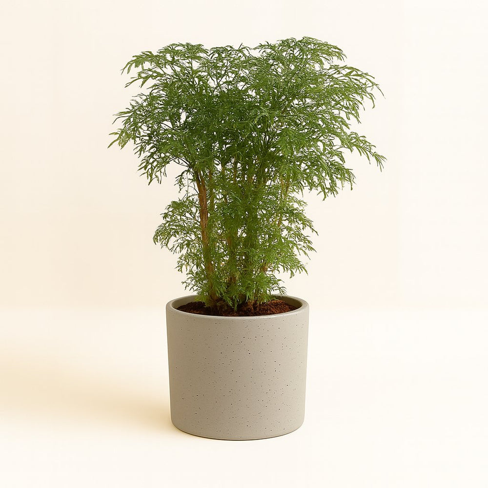 Polyscias Fruticosa 75cm im 21cm Topf