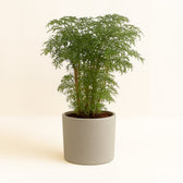 Polyscias Fruticosa 75cm im 21cm Topf