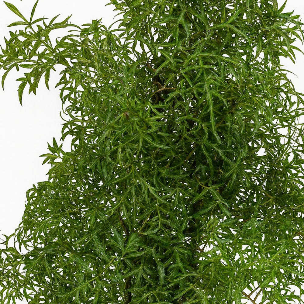 Polyscias Hawaiiana Ming 65cm im 17cm Topf Nahaufnahme