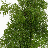 Polyscias Hawaiiana Ming 65cm im 17cm Topf Nahaufnahme