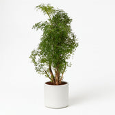 Polyscias Hawaiiana Ming 65cm im 17cm Topf