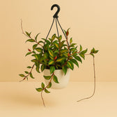 Hoya Carnosa Tricolor 20cm im 19cm Topf