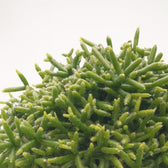 Rhipsalis Burchellii 20cm im 12cm Topf Nahaufnahme