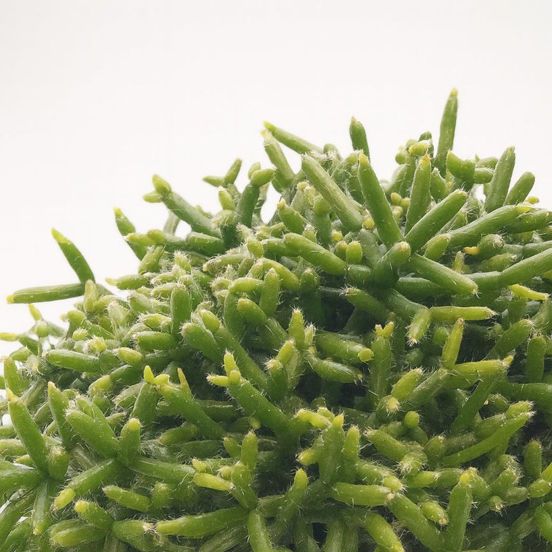 Rhipsalis Burchellii Detail