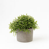 Rhipsalis Burchellii 20cm im 12cm Topf