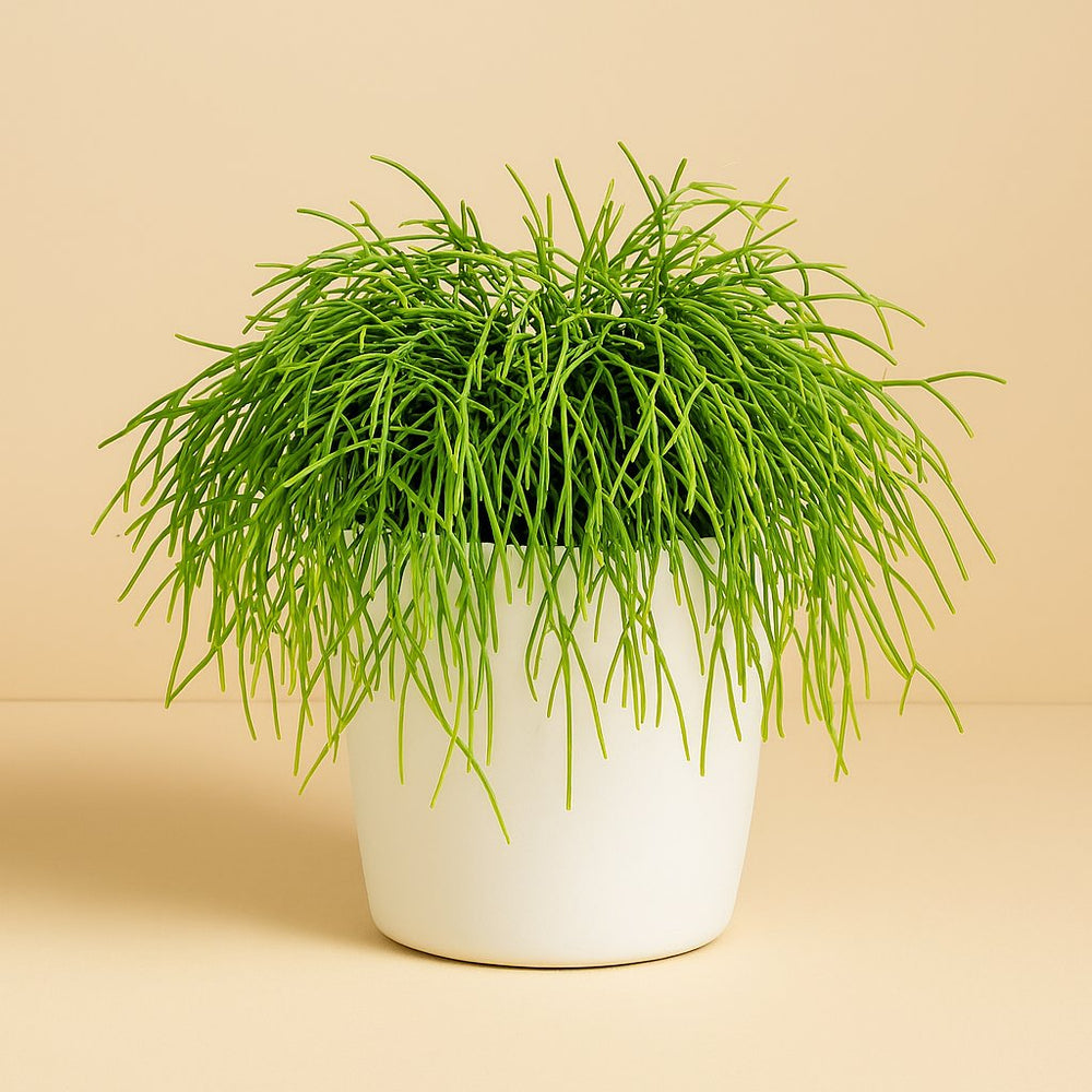 Rhipsalis Cashero 25cm im 15cm Topf