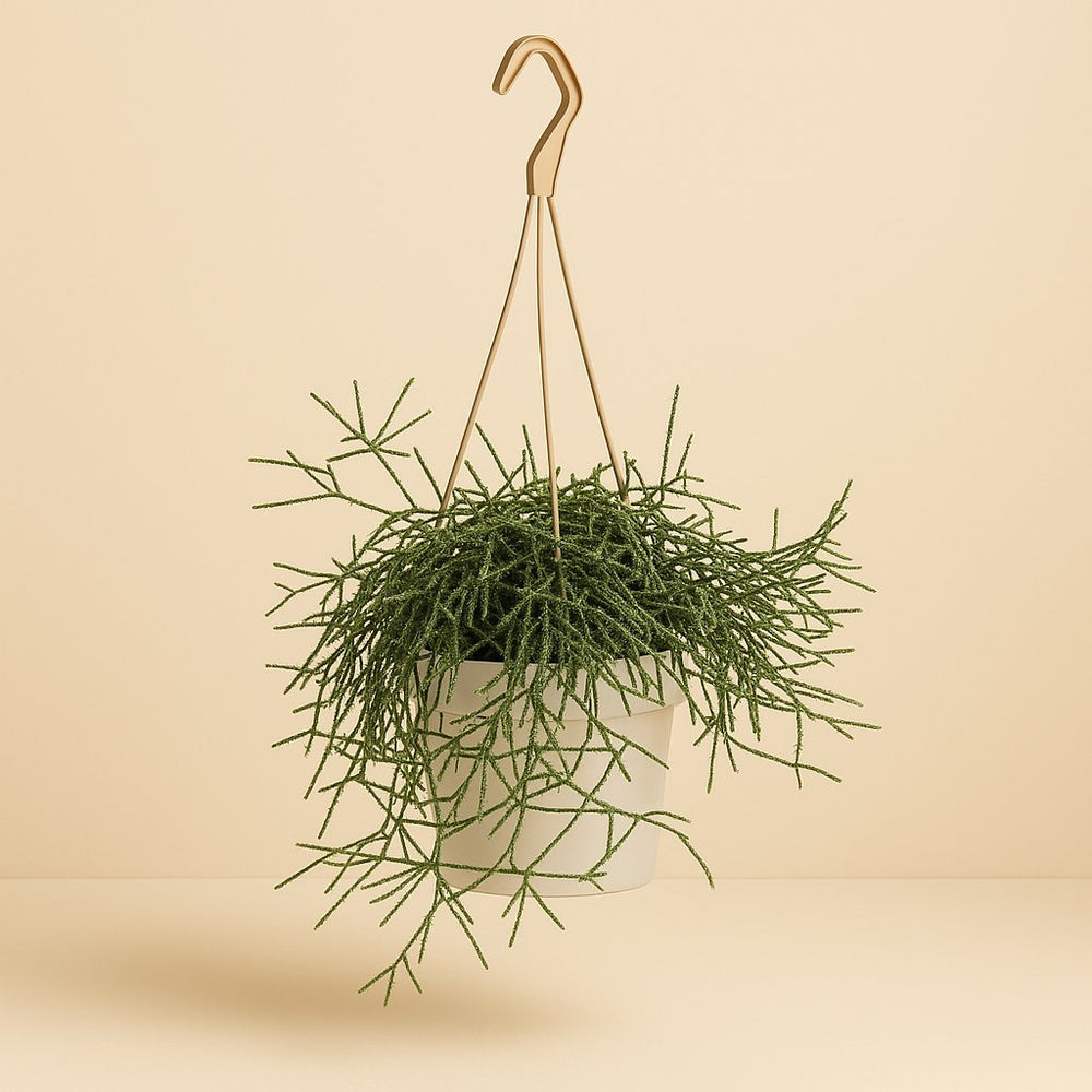 Rhipsalis Pilocarpa 50cm im 20cm Topf